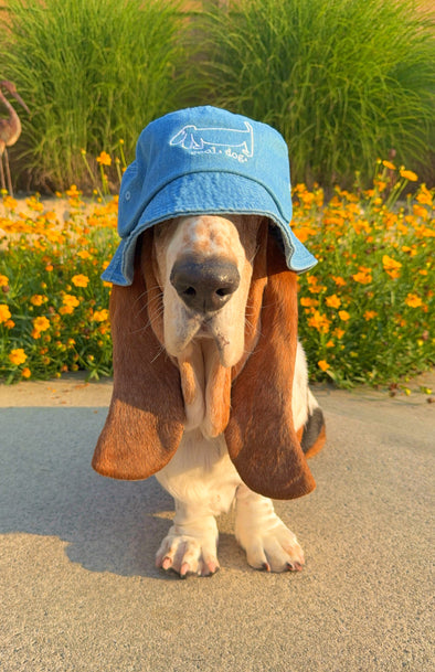 Live the Cool Dog Life with Bentley Waffles Designs