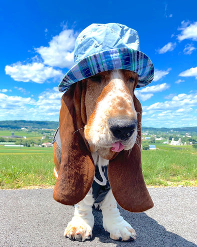 Pawsitive Vibes: Fun and Useful Tips for Dog Lovers